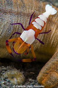 emperor shrimp over cucumber by Cipriano (ripli) Gonzalez 